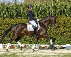 dressage horse Slogan (Westphalian, 2011, from Schumacher)