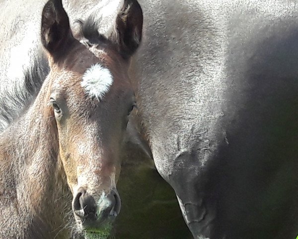stallion Fürst Carrano S (Westphalian, 2016, from Fürst Larino)