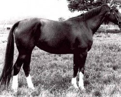 broodmare Disciplin I (German Warmblood, 1972, from Druse)