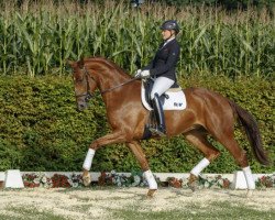 dressage horse Rico (Rhinelander, 2012, from Riccio)