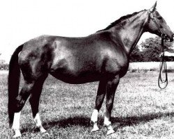 broodmare Diva (Saxony-Anhaltiner, 1978, from Dulder I)