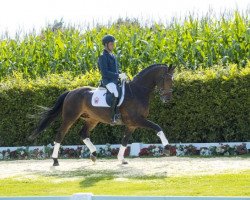 dressage horse Less Dangerous (Westphalian, 2010, from Lord Fantastic)