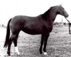 broodmare Altmark II (Saxony-Anhaltiner, 1986, from Adamo I)