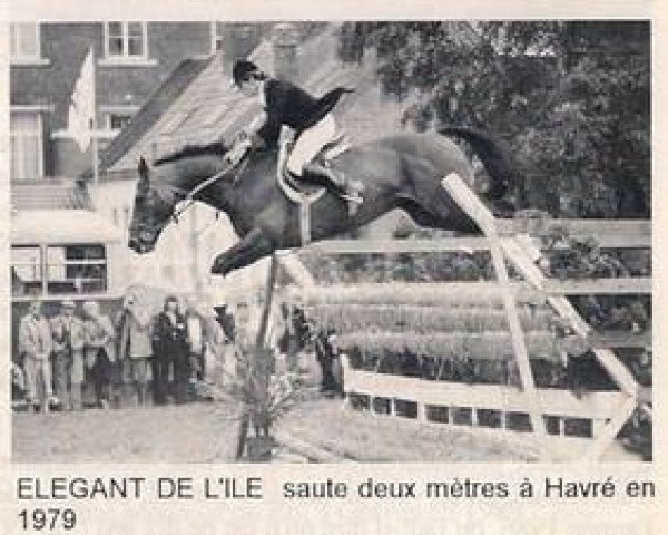 horse Elegant de L'Ile (Selle Français, 1970, from Protocole xx)