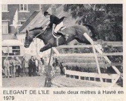 stallion Elegant de L'Ile (Selle Français, 1970, from Protocole xx)