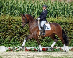 dressage horse Royalin (Rhinelander, 2012, from Royal Doruto OLD)