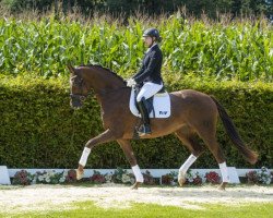 dressage horse Be my Lady (Westphalian, 2013, from Bretton Woods)