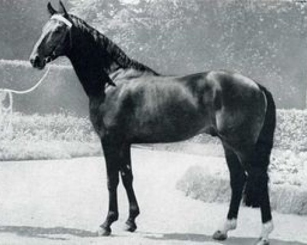 stallion Ti-Ti (Selle Français, 1963, from Enfant Terrible xx)