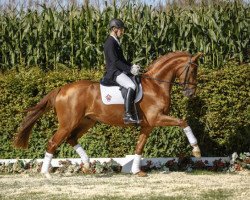 dressage horse Dillon 9 (Westphalian, 2013, from Duisenberg)