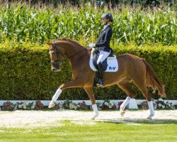 broodmare Valentina 91 (Westphalian, 2012, from Vitalis)