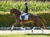 dressage horse Viva (Westphalian, 2012, from Vitalis)