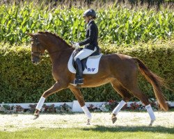 dressage horse Viva (Westfale, 2012, from Vitalis)