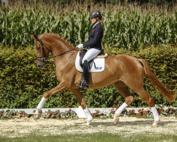 dressage horse Stardust S (Westphalian, 2012, from Soliman)