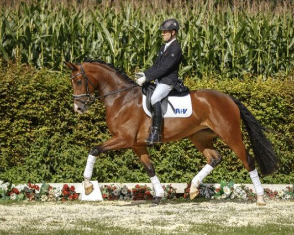 dressage horse Rio de Janeiro (Westphalian, 2013, from Rubinio NRW)