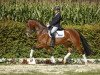 dressage horse Rio de Janeiro (Westphalian, 2013, from Rubinio NRW)