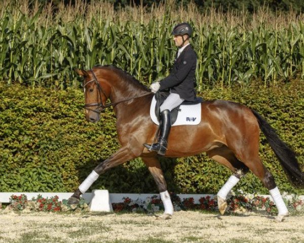dressage horse Fürst Kilver KR (Westphalian, 2013, from Fürstenball)