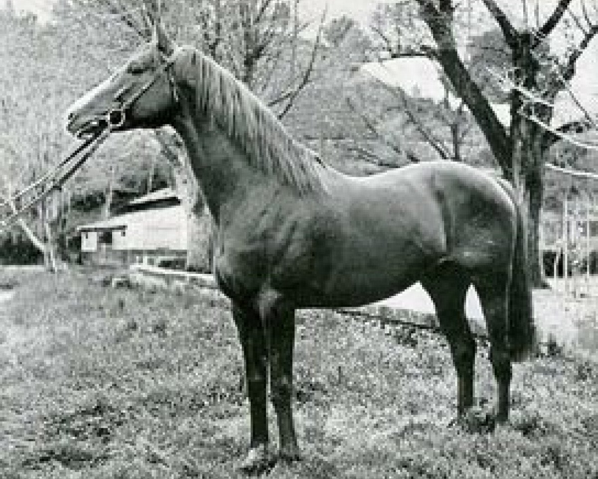 stallion Le Grand Cyrus xx (Thoroughbred, 1930, from Sardanapale xx)