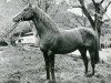 stallion Le Grand Cyrus xx (Thoroughbred, 1930, from Sardanapale xx)