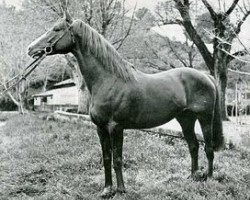 stallion Le Grand Cyrus xx (Thoroughbred, 1930, from Sardanapale xx)