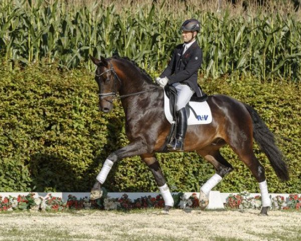 dressage horse Dubrafas (Westphalian, 2011, from Diatano)