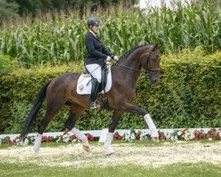 dressage horse Freeman 72 (Westphalian, 2013, from Foundation 2)