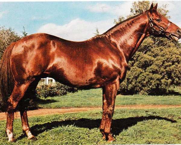 stallion Showdown xx (Thoroughbred, 1961, from Infatuation xx)