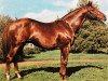 stallion Showdown xx (Thoroughbred, 1961, from Infatuation xx)