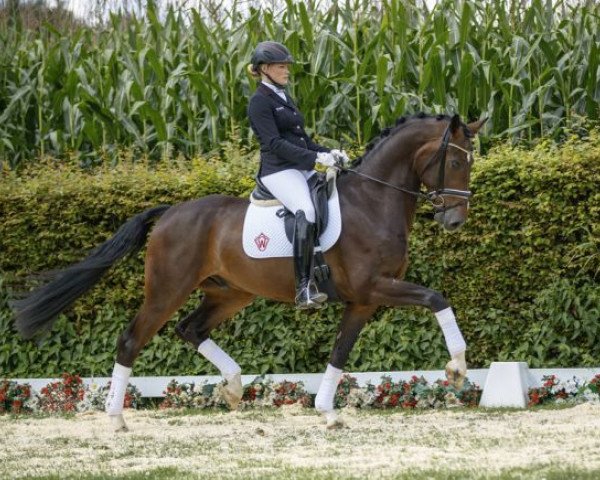 dressage horse Fit for you (Westphalian, 2013, from Franziskus FRH)