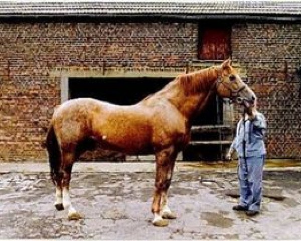 stallion Albion du Chene Brule (Belgium Sporthorse, 1984, from Inducteur)