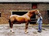 Deckhengst Albion du Chene Brule (Belgium Sporthorse, 1984, von Inducteur)