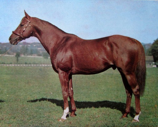 stallion New Chapter xx (Thoroughbred, 1966, from Crepello xx)