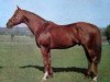 stallion New Chapter xx (Thoroughbred, 1966, from Crepello xx)