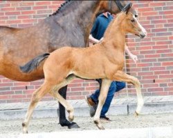 dressage horse Boateng (Oldenburg, 2016, from Buckingham)