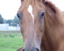 broodmare Ut de la Vesquerie (Selle Français, 1986, from Elf III)