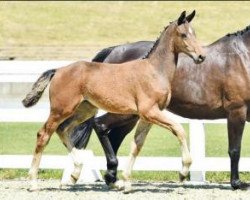 Springpferd Daladier (Oldenburger Springpferd, 2016, von Dallas VDL Z)