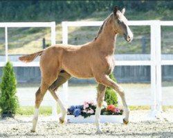 Springpferd Danny (Oldenburger Springpferd, 2016, von Douglas)