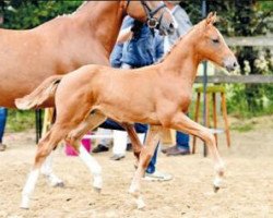 jumper Viadukt (Oldenburg show jumper, 2016, from Vagabond de la Pomme)