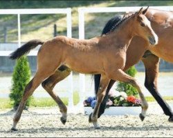 jumper Valparaiso (Oldenburg show jumper, 2016, from Vagabond de la Pomme)