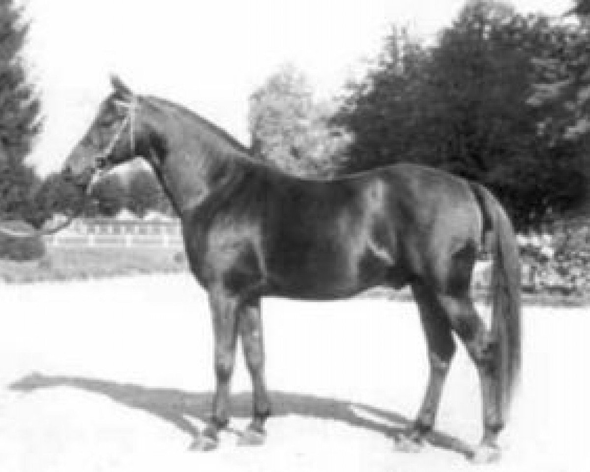 Deckhengst Ba Toustem ox (Vollblutaraber, 1955, von Djerba Oua ox)