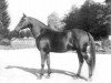stallion Ba Toustem ox (Arabian thoroughbred, 1955, from Djerba Oua ox)