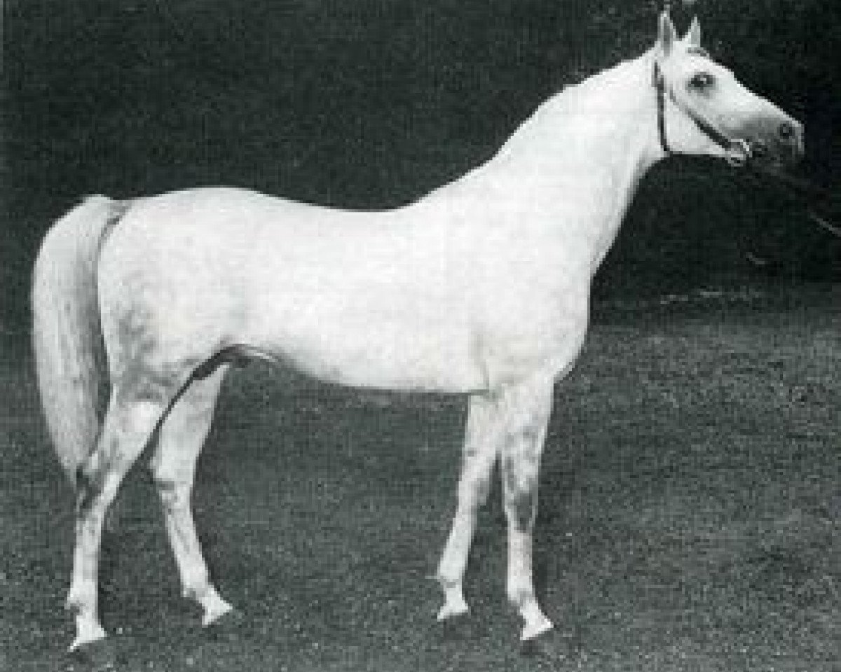 stallion Elaborat ox (Arabian purebred, 1964, from Comet 1953 ox)