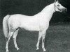 stallion Elaborat ox (Arabian thoroughbred, 1964, from Comet 1953 ox)