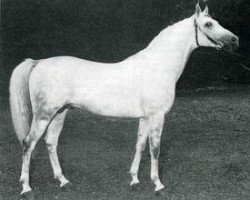 stallion Elaborat ox (Arabian thoroughbred, 1964, from Comet 1953 ox)