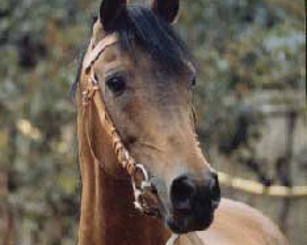 stallion El Fif (Arabian thoroughbred, 1976, from Elaborat ox)