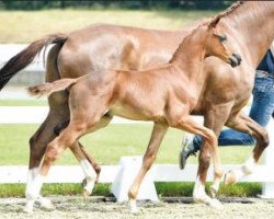 dressage horse Francis Drake Mt (Oldenburg, 2016, from Franziskus FRH)