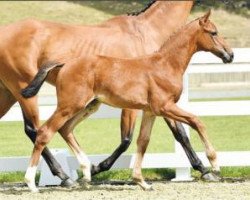 jumper Kensington 24 (Oldenburg show jumper, 2016, from Kannan)