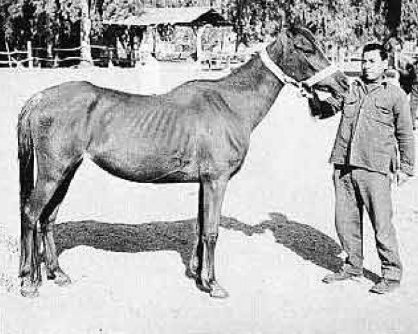 broodmare Fayrooz ox (Arabian thoroughbred, 1965, from Alaa El Din 1956 EAO)