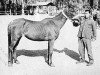 broodmare Fayrooz ox (Arabian thoroughbred, 1965, from Alaa El Din 1956 EAO)