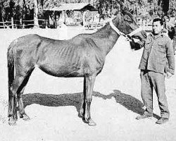 broodmare Fayrooz ox (Arabian thoroughbred, 1965, from Alaa El Din 1956 EAO)