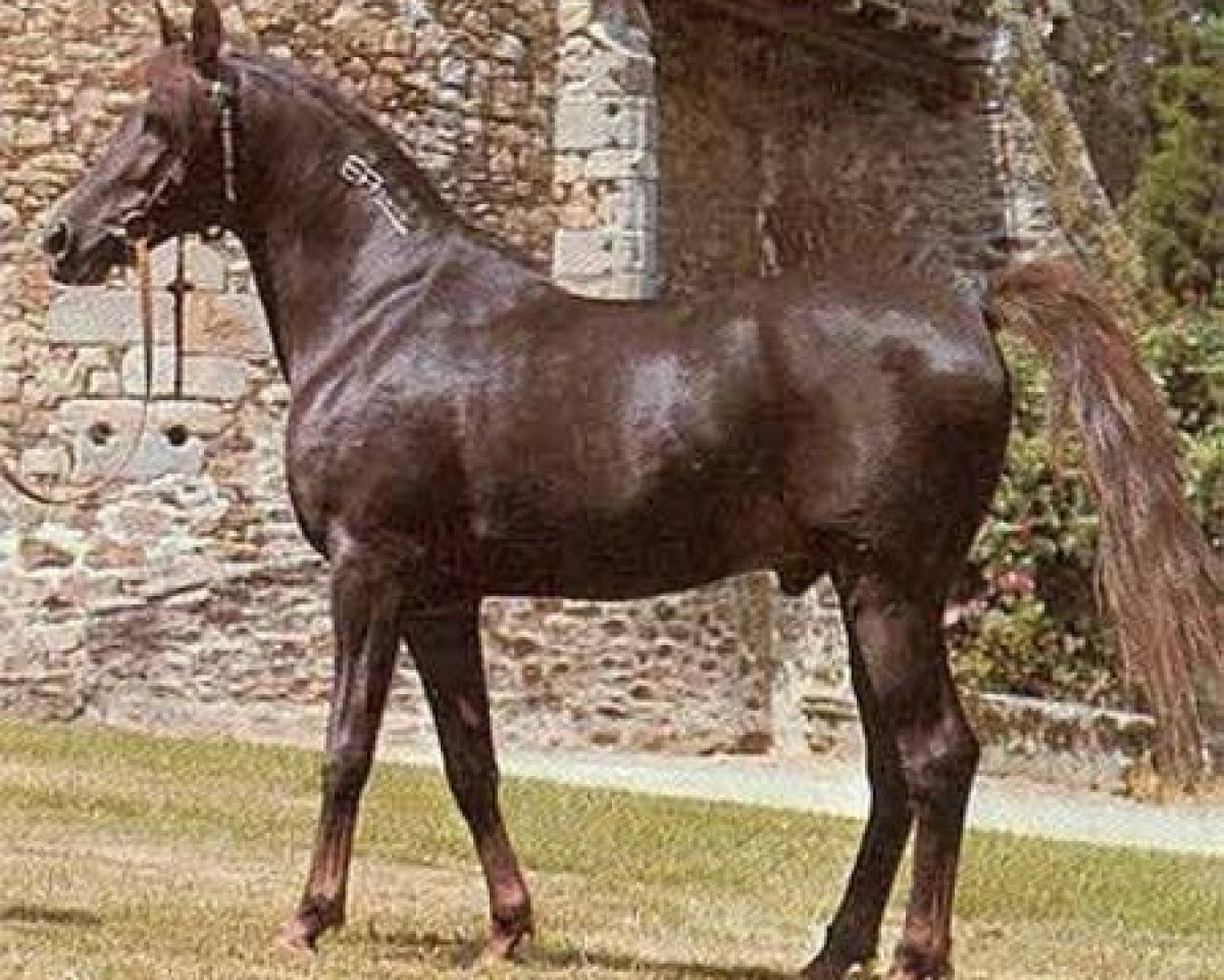 Deckhengst Fawzan ox (Vollblutaraber, 1971, von Tuhotmos 1962 EAO)